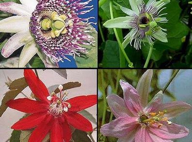 seeds