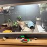 Leopard gecko and terrarium Image 3