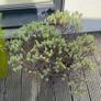 5 plants and garden stuff Image 3
