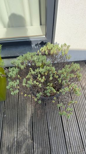 5 plants and garden stuff