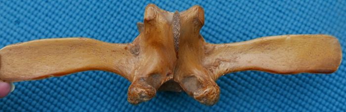 Vintage Bone