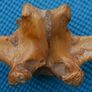 Vintage Bone Image 7