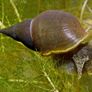 1 x Great Pond Snails, Lymnaea Stagnalis, Freshwater Snail, Pond and Tank Clean Up Image 2