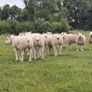 Pedigree Texel Rams Image 2