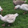 Pair of geese. Image 4