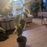 plant and pot Image 4