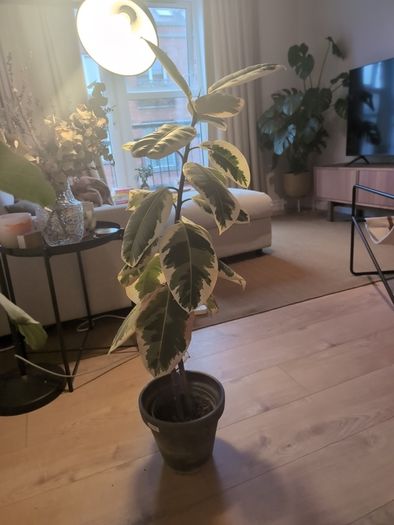 plant and pot
