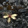 Antique Russian Art Nouveau Bee Brooch/Pendant Image 7
