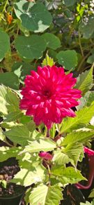 'Ocean of Love' Dahlia