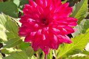 'Ocean of Love' Dahlia
