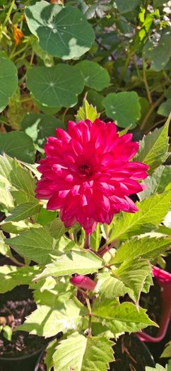 'Ocean of Love' Dahlia