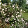Scented Pink Rose Image 3
