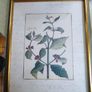Vintage Custom Framed Botanical Illustration Print Coffee Tree Image 5