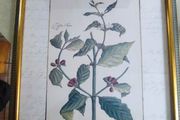 Vintage Custom Framed Botanical Illustration Print Coffee Tree