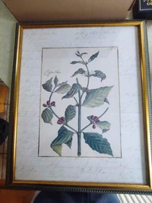Vintage Custom Framed Botanical Illustration Print Coffee Tree