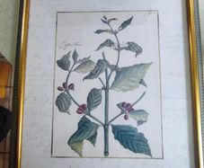 Vintage Custom Framed Botanical Illustration Print Coffee Tree