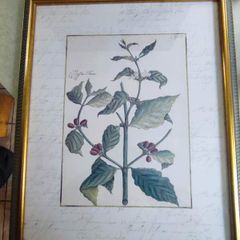 Vintage Custom Framed Botanical Illustration Print Coffee Tree