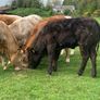 12 400kg 2025 born heifer off fresh tb test Image 9