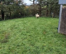 Sheep