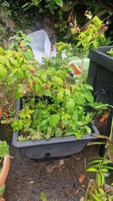 raspberries