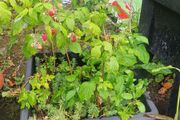 raspberries