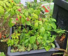 raspberries