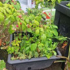 raspberries
