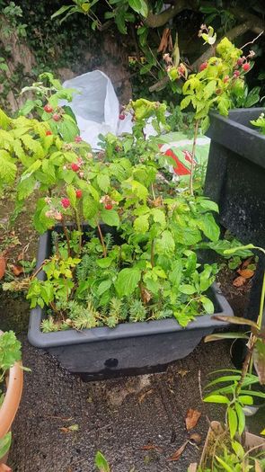 raspberries