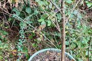 Damson Trees