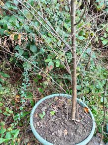 Damson Trees