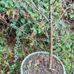 Damson Trees