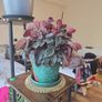 plants Image 4