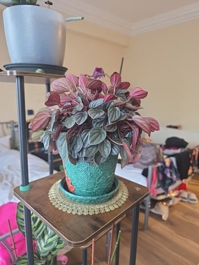 plants