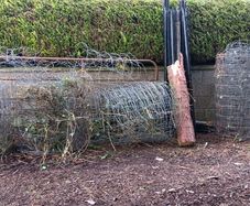 Sheep wire