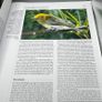 Handbook of the Birds of the World Volume 9 - Cotingas - Pipits Lynx Ed 2004 Image 8