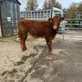 Cow makers castlerea mart Image 5