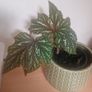 flowers begonia Image 3
