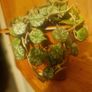 Hoya curtisii Thailand Image 3