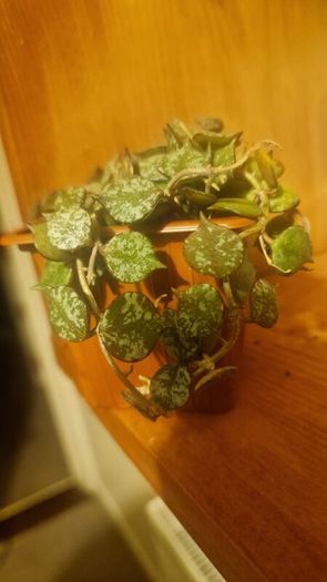 Hoya curtisii Thailand