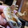 Hatching dinosaur toy figurine Image 2