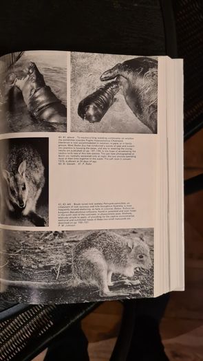 International Zoo Yearbook Volume 18. Edited By P. J. S. Olney. Published By The Zoological Society Of London. First Edition. Hardback With Dustjacket In Very Good Condition.