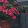 Hortensia Image 4