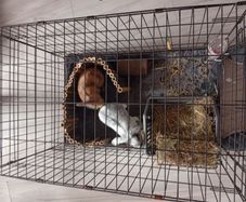pet