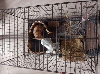 pet