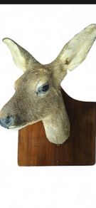 roe deer taxidermy