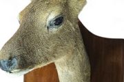 roe deer taxidermy