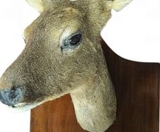 roe deer taxidermy
