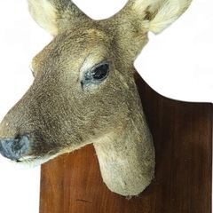 roe deer taxidermy