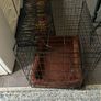 Large dog cage Image 2
