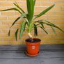 Yucca Indoor Plant Image 3